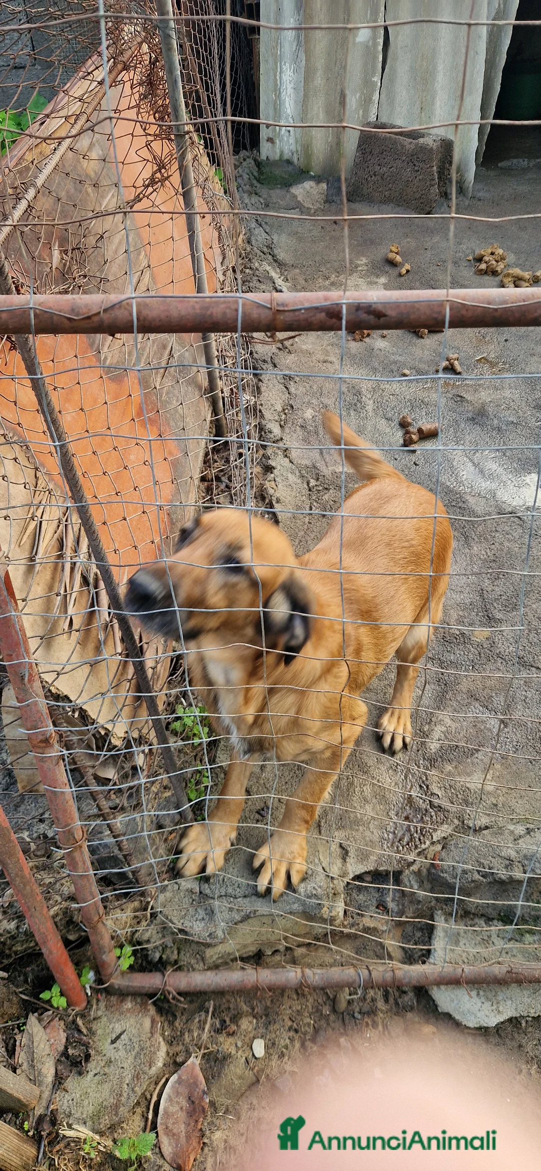 Pastore Tedesco cani in regalo: Cane pastore tedesco incrocio cocher - Annuncio 2