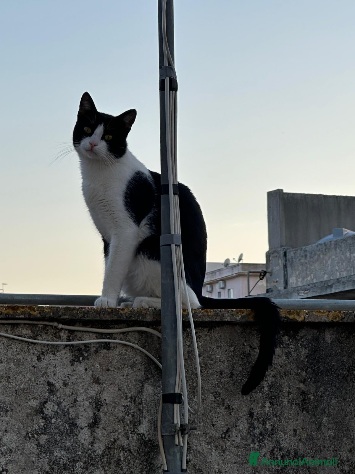 Altre razze gatti Gatto maschio in adozione a Ragusa - Annuncio 1