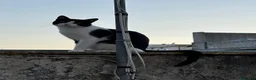 Altre razze gatti in regalo: Gatto maschio in adozione a Ragusa a Libero consorzio comunale di Ragusa - Annuncio 1
