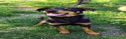 Meticcio cani in regalo: Pino  - Annuncio 3