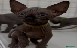 Sphynx gatti in vendita: Sphynx canadian black con pedigree a Provincia di Modena - Immagine 2