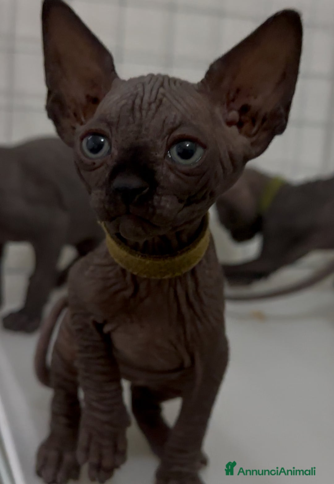 Sphynx gatti in vendita: Sphynx canadian black con pedigree a Provincia di Modena - Immagine 2