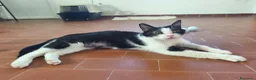 Meticcio gatti in regalo: Elettra la dolce - Annuncio 3