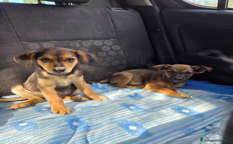 Meticcio cani a Città metropolitana di Milano - Annuncio 6