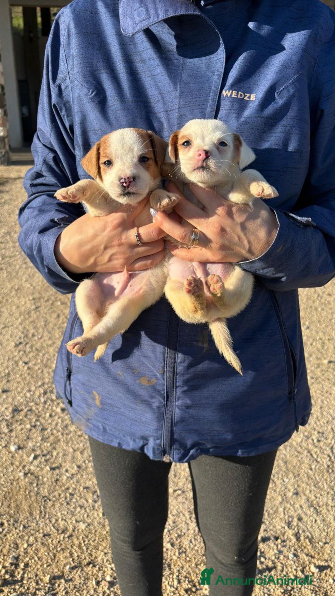Jack Russell cani in vendita: Jack Russell - Annuncio 6