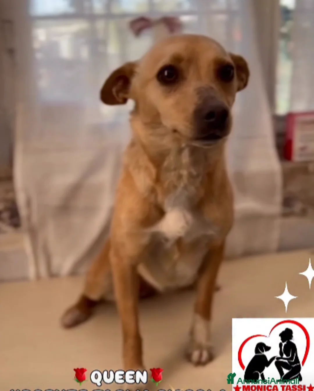 Meticcio cani in regalo: ADOZ.DEL💔:troppo piccola! In canile, MORIRÀ! URG! - Annuncio 2