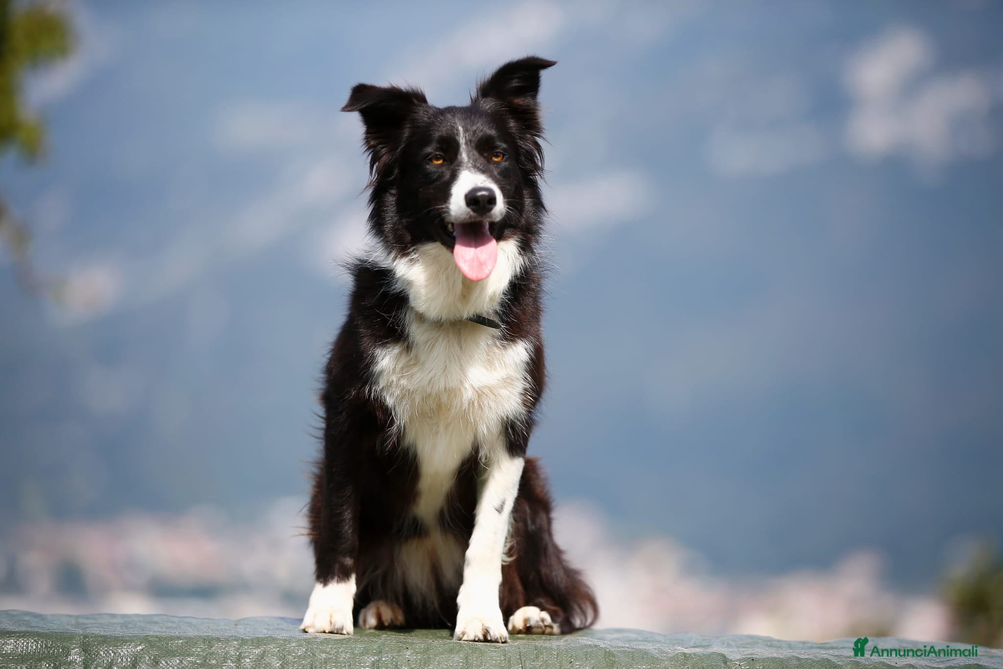 Border Collie cani Ultime due femmine - Annuncio 26