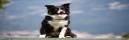 Border Collie cani in vendita: Eccoci arrivati - Annuncio 4