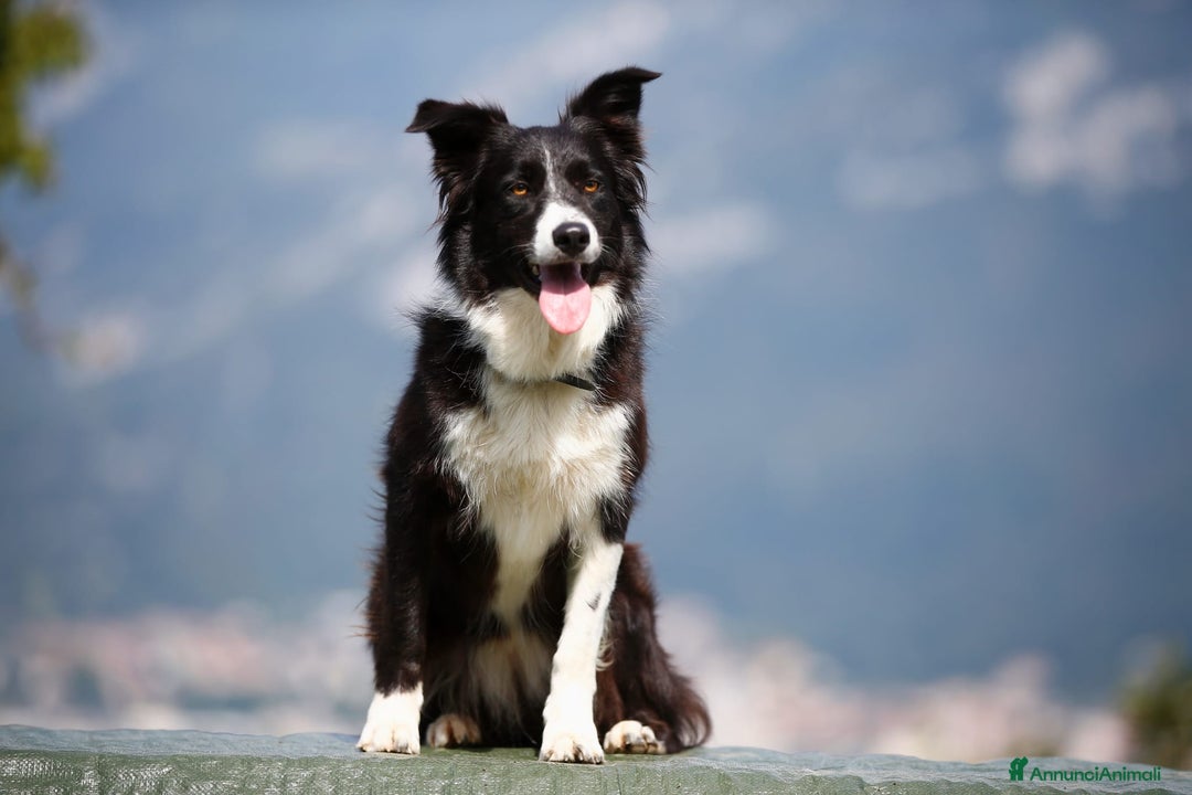 Border Collie cani in vendita: Eccoci arrivati - Annuncio 4