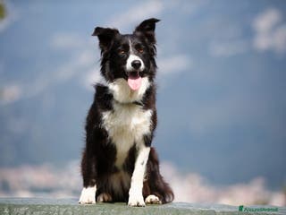 Border Collie cani Ultime due femmine - Annuncio 26