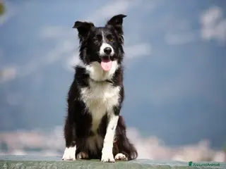 Border Collie cani Ultima femminuccia - Annuncio 6