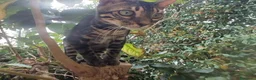 Bengala gatti in vendita: Gatto Bengala Maschio Brown black Spotted  - Annuncio 5