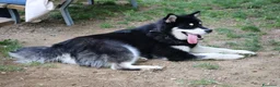 Alaskan Malamute cani per accoppiamento: Alaskan malamute a Provincia di Livorno - Annuncio 32