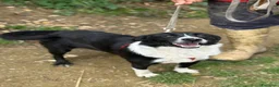 Meticcio cani in regalo: TESSA, bellissima coccolona in canile! - Annuncio 3