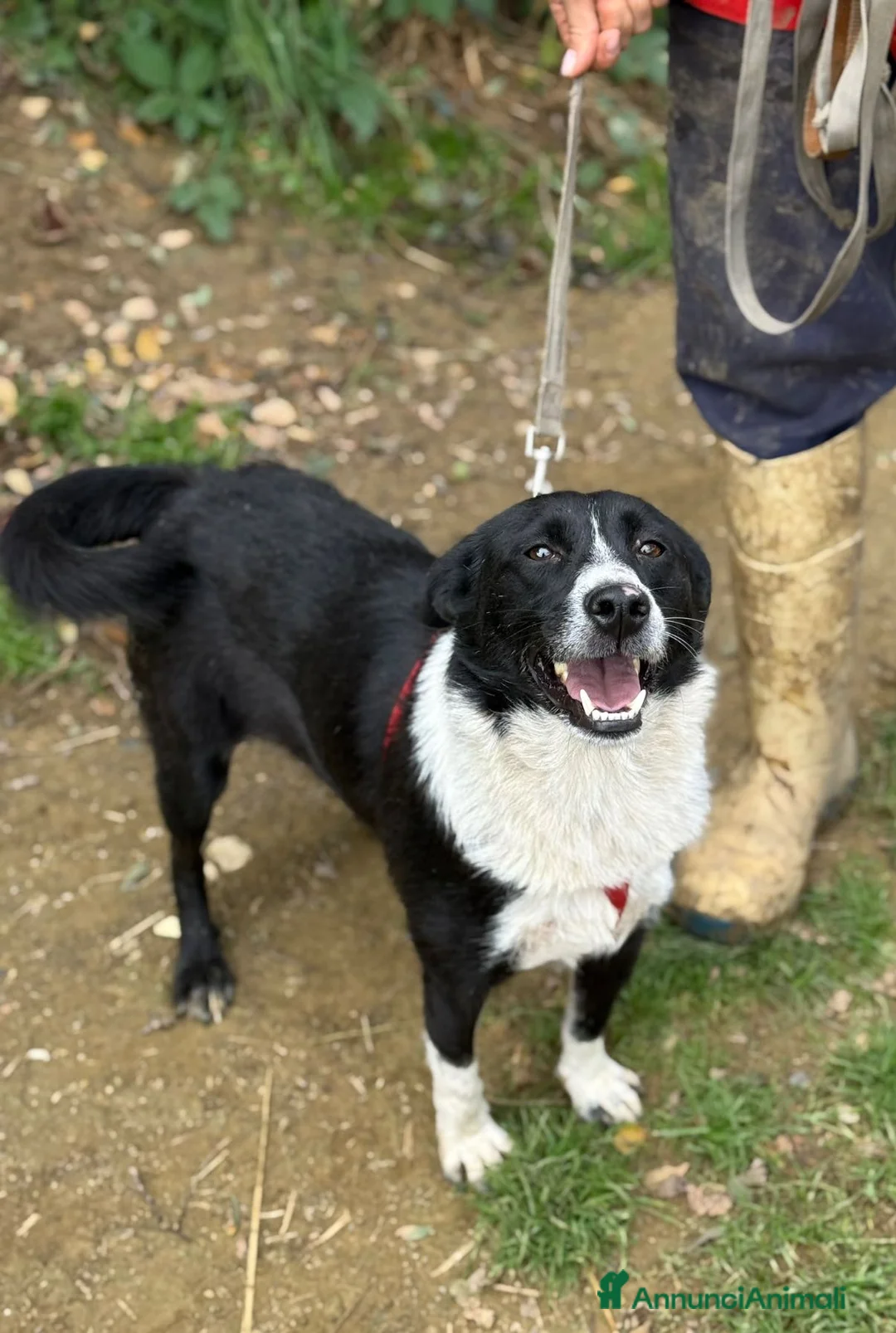 Meticcio cani in regalo: TESSA, bellissima coccolona in canile! - Annuncio 3