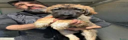 Meticcio cani in regalo: TOBIA, TERRY, TEDDY, TOMMY, THOMAS, TEA E TIMOTHY, - Annuncio 3