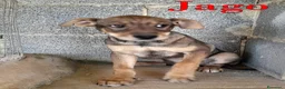 Meticcio cani in regalo: Aron e Jago dolcissimi cuccioli in adozione - Annuncio 6