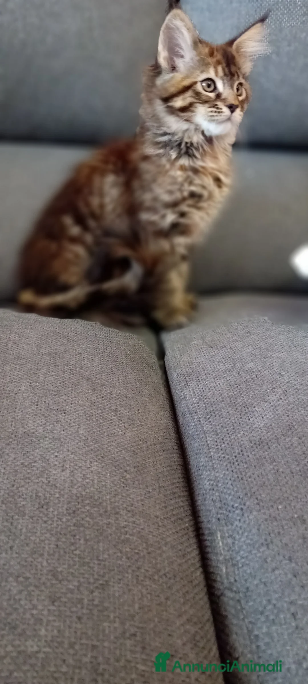 Maine Coon gatti in vendita: Maine Coon cucciola - Annuncio 2