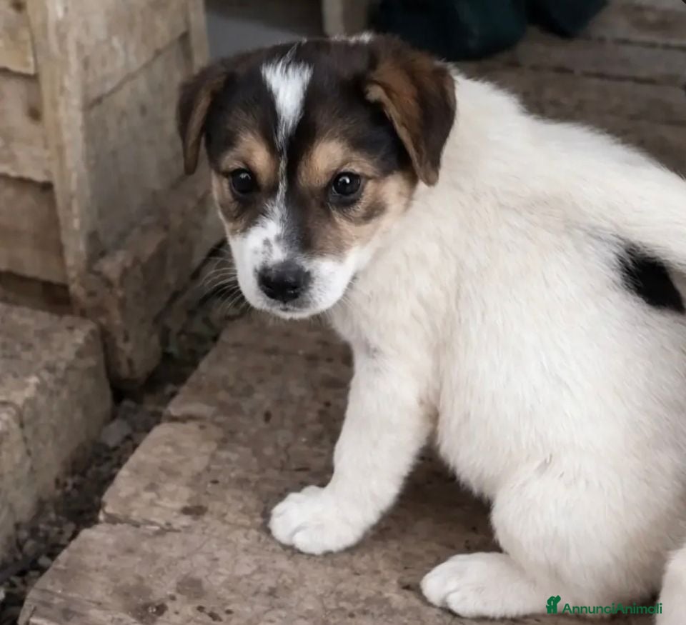 Meticcio cani Kia! (25kg - 2 mes)  - Annuncio 24