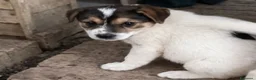 Meticcio cani in regalo: Kia! (25kg - 2 mes)  a Città Metropolitana di Bologna - Annuncio 1