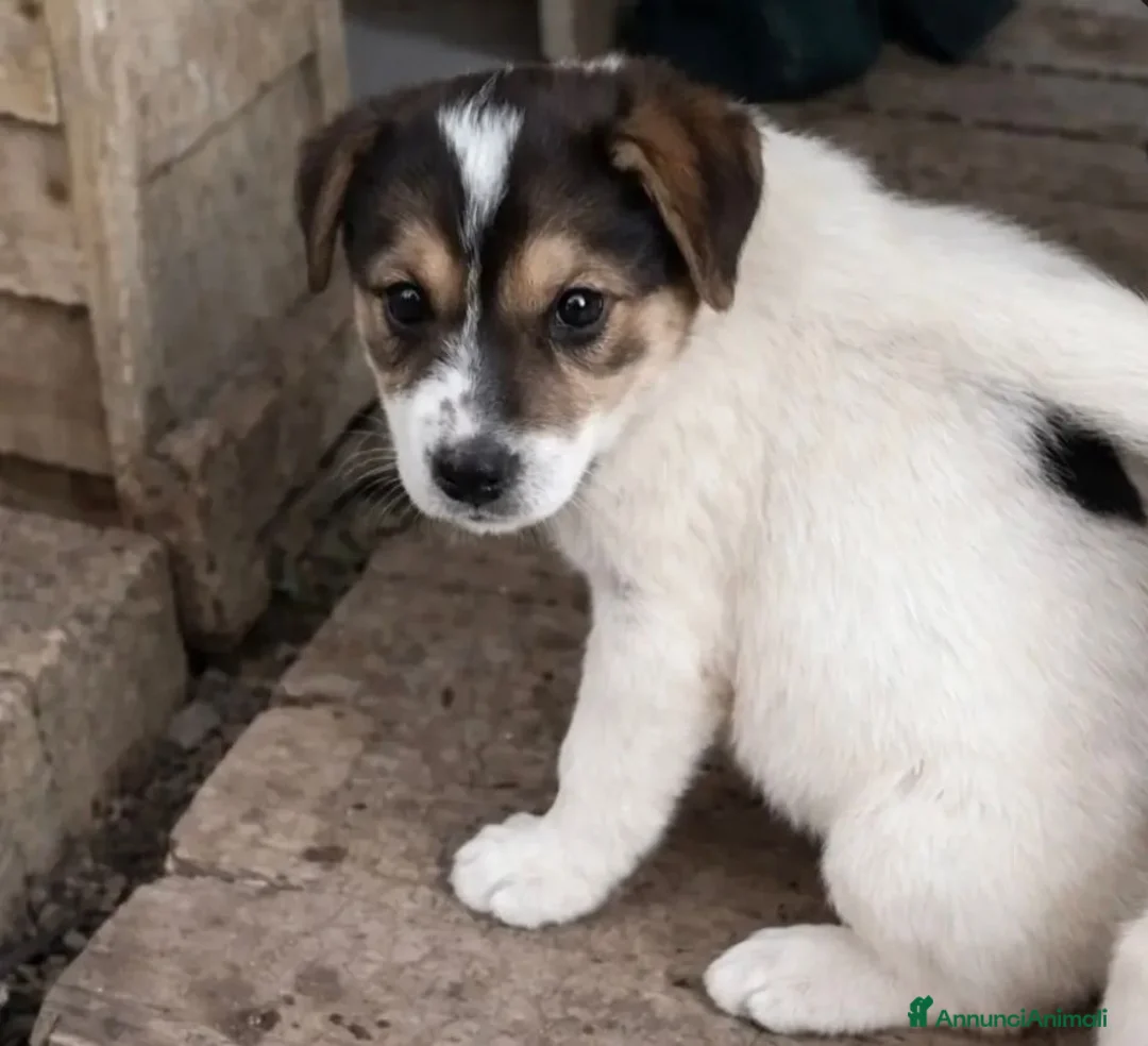 Meticcio cani in regalo: Kia! (25kg - 2 mes)  a Città Metropolitana di Bologna - Annuncio 1