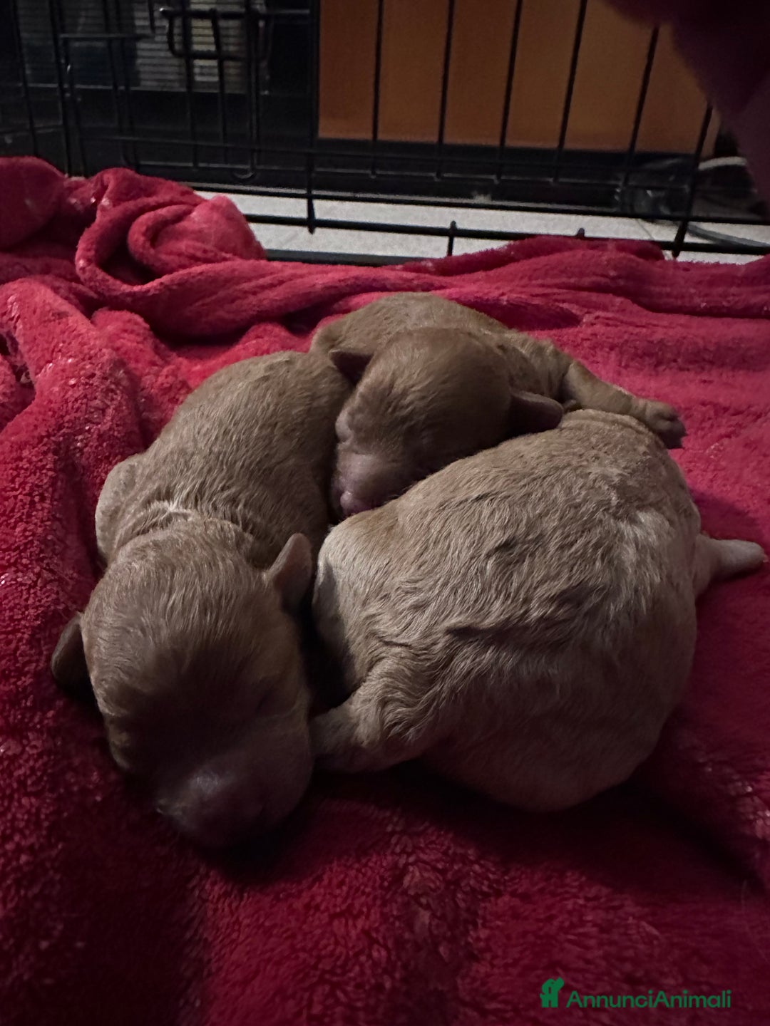 Barbone cani in vendita: Barboncini cuccioli  - Annuncio 6