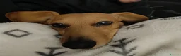 Bassotto cani per accoppiamento: Bassotto per monta - Annuncio 5