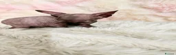 Sphynx gatti in vendita: Sphynx o gatto nudo - Annuncio 4
