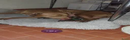 Pitbull cani in vendita: Pittbull UKC  a Provincia di Avellino - Annuncio 12