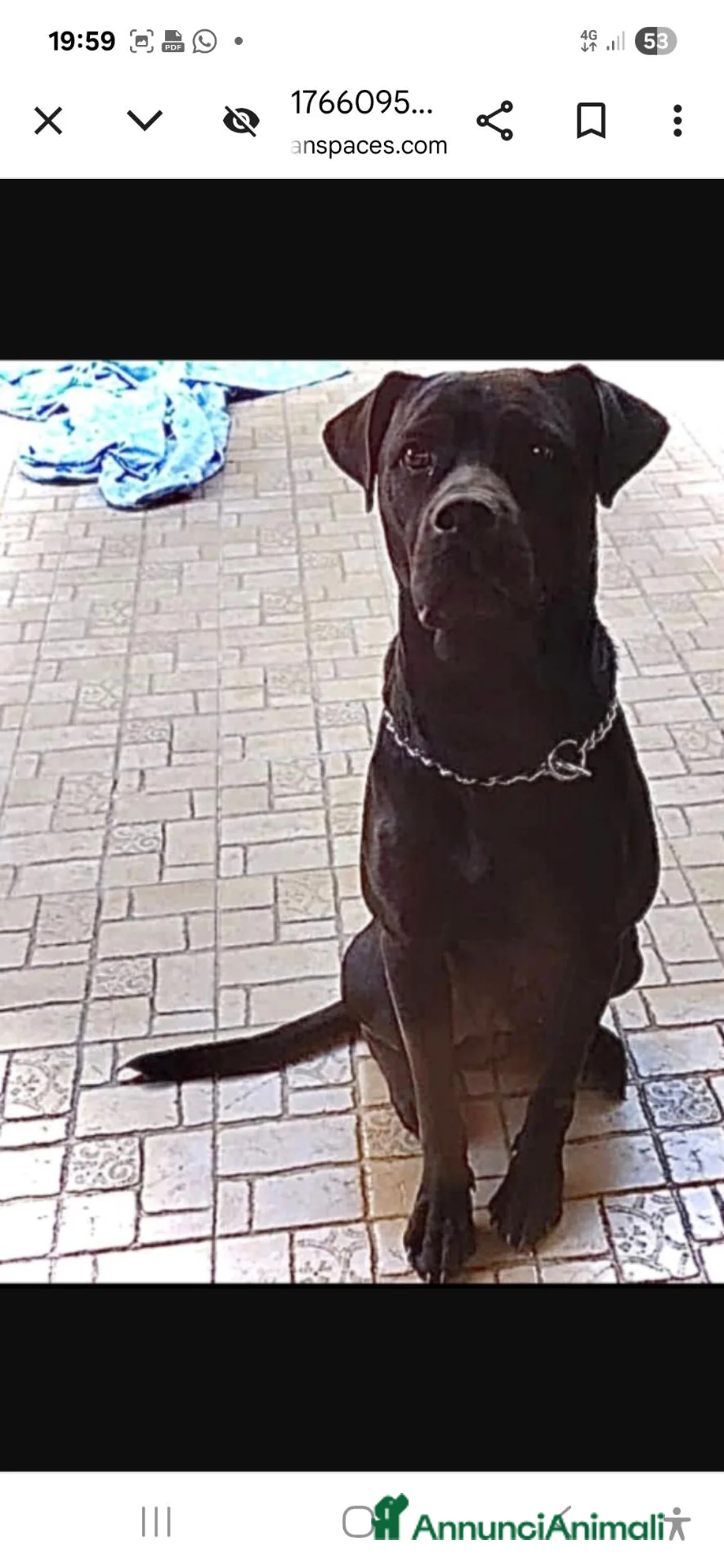Meticcio cani in regalo: Blue mix Corso/ Pit 4anni buono.PV da tanto in box - Annuncio 2