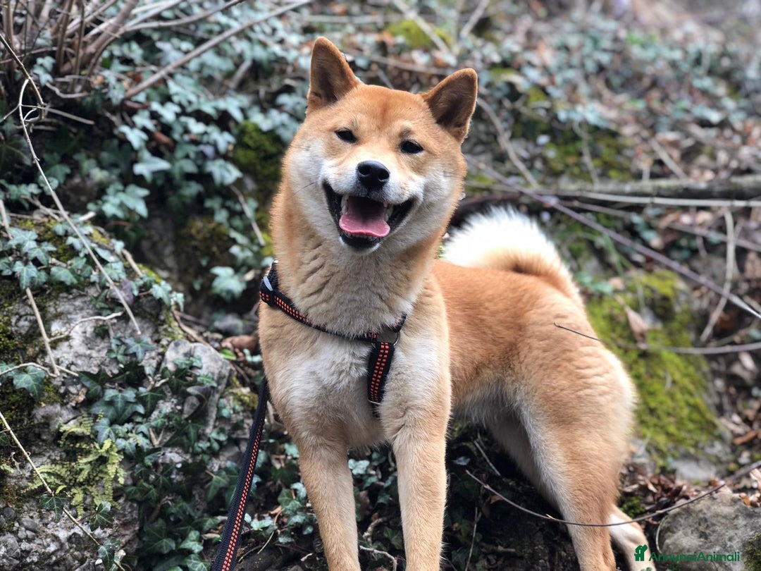 Immagine della galleria {{count}}