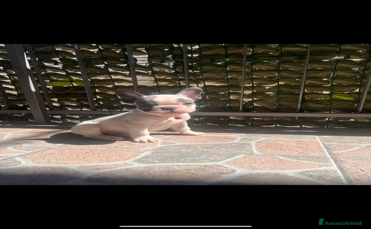 Bulldog Francese cani a Provincia di Crotone - Annuncio 1