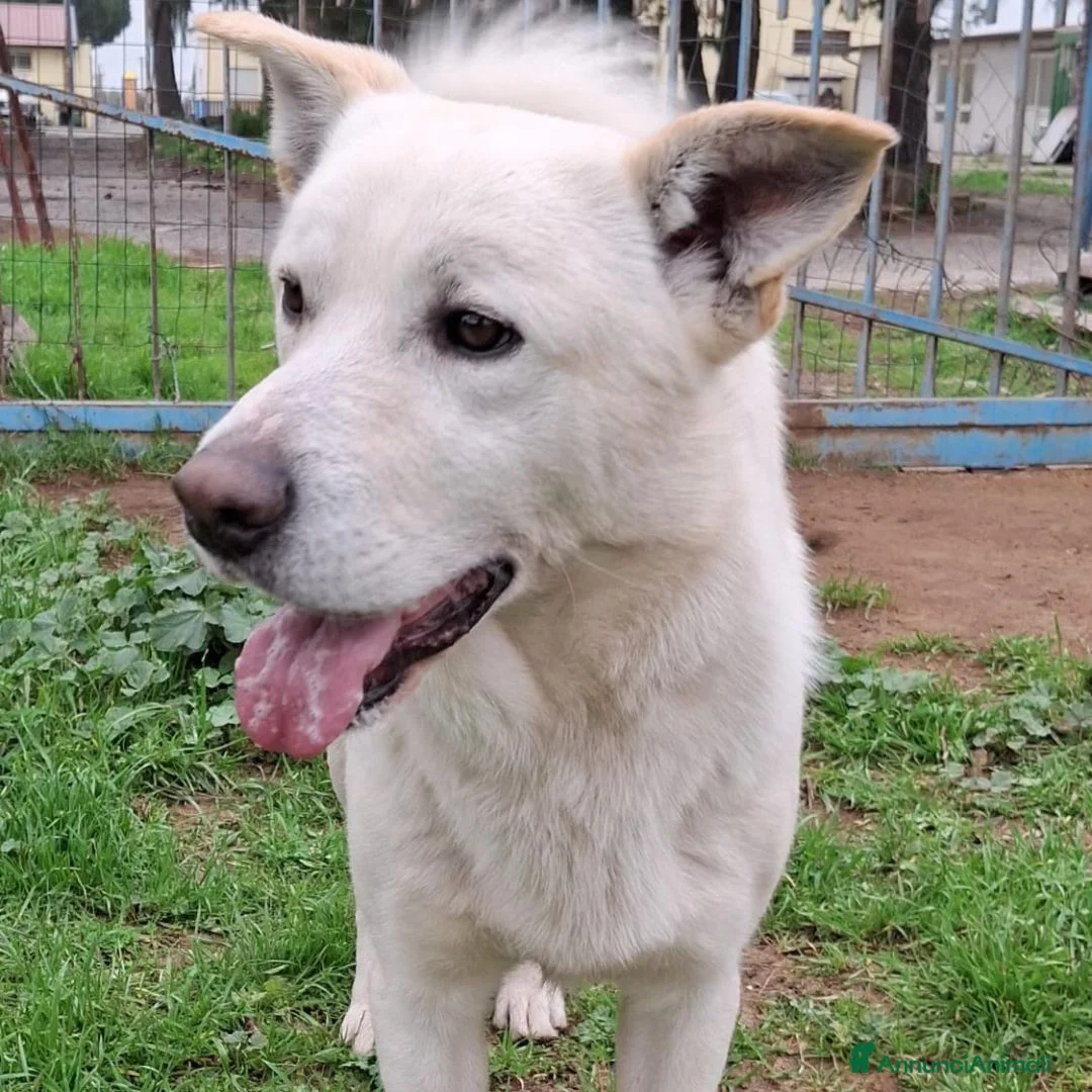 Meticcio cani in regalo: SHERLOCK💙-dolce, giocoso nessuno chiama per lui🥲 - Annuncio 3
