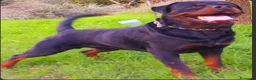 Rottweiler cani in vendita: Disponibili cucciolo Rottweiler - Annuncio 21