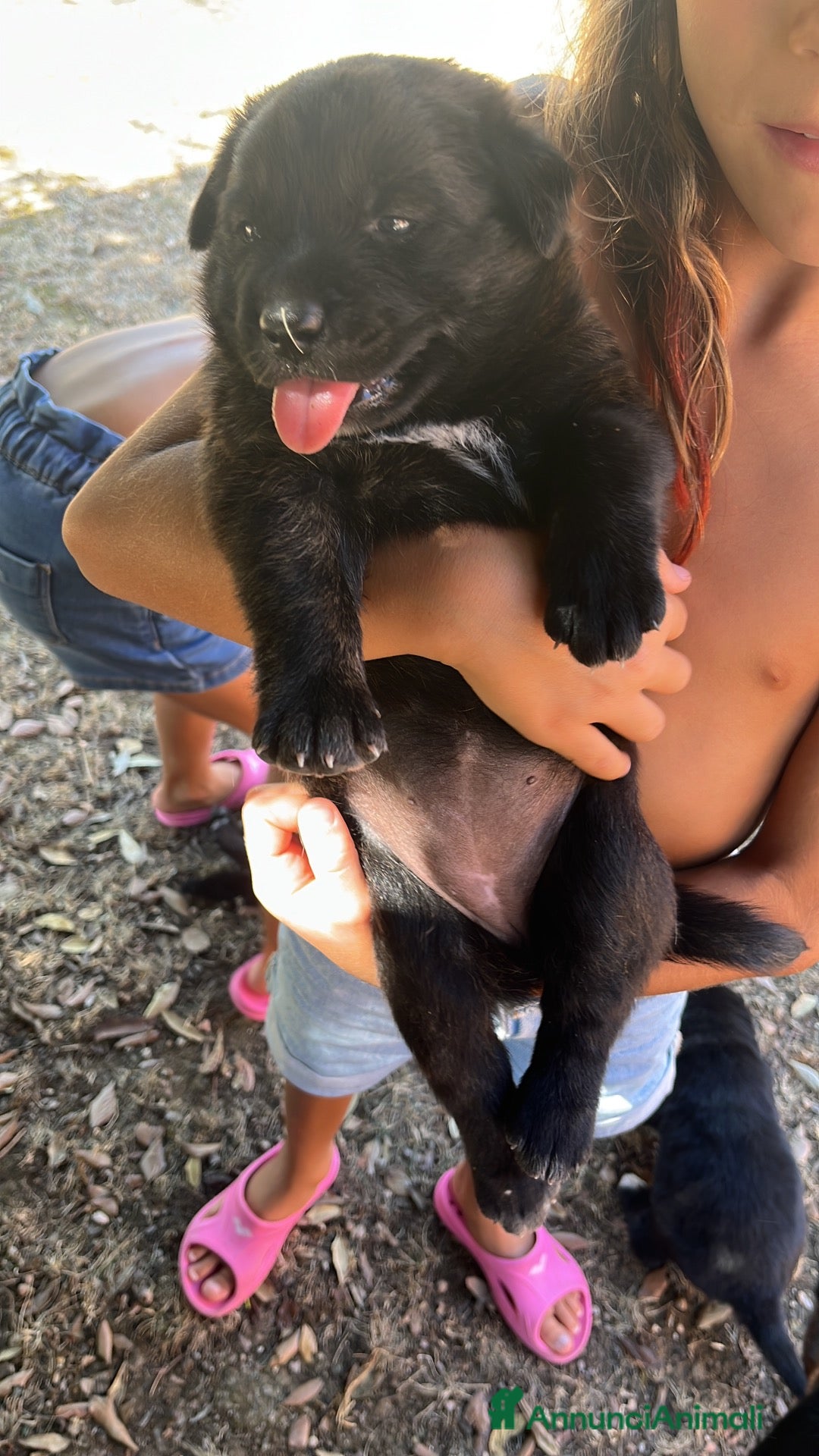 Meticcio cani Cucciolo in regalo - Annuncio 39