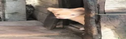 Volpino Italiano cani in vendita: Volpino italiano  - Annuncio 2