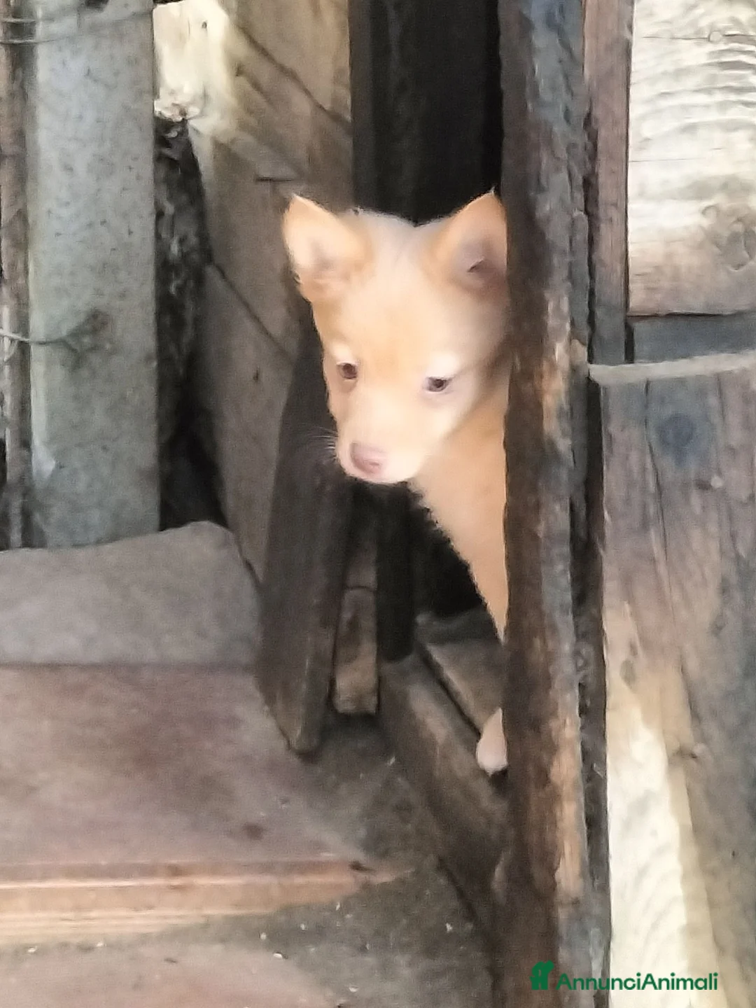 Volpino Italiano cani in vendita: Volpino italiano  - Annuncio 2
