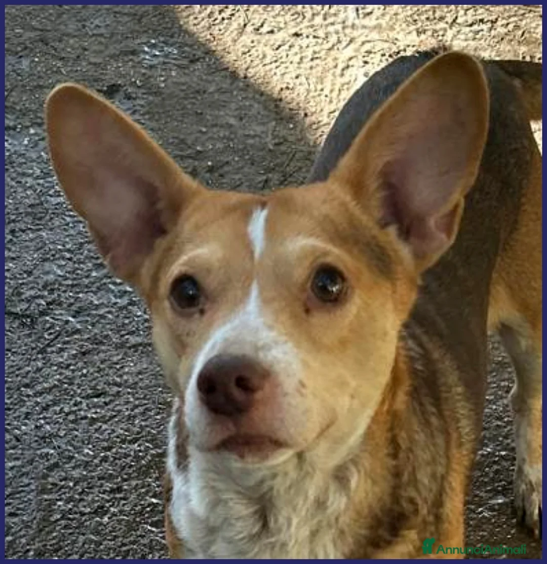 Meticcio cani in regalo: BALLERINA simil podenco 8kg rinchiusa in un box - Annuncio 3