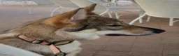 Lupo Cecoslovacco cani in regalo: Freya bellissima cucciola di lupo cecoslovacco a Provincia di Padova - Annuncio 2
