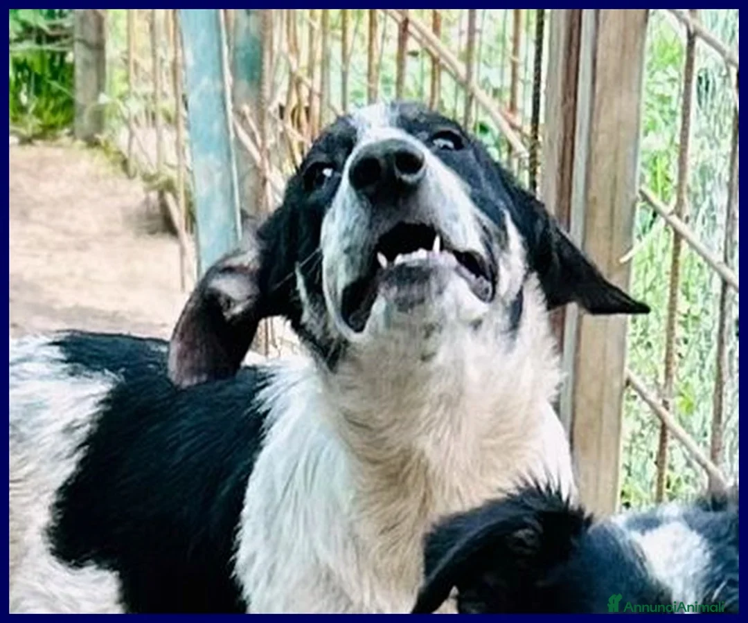 Meticcio cani in regalo: CLOE recuperata per strada affamata e spaventata - Annuncio 4