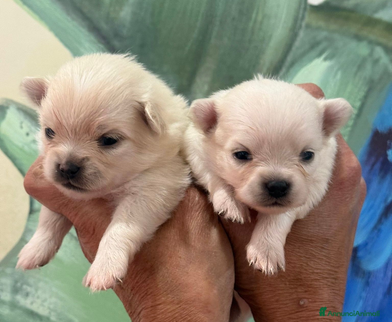 Chihuahua cani Chihuahua  - Annuncio 1