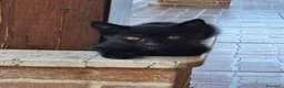 Meticcio gatti in regalo: Regalo gattino e gattina a Provincia di Fermo - Annuncio 3
