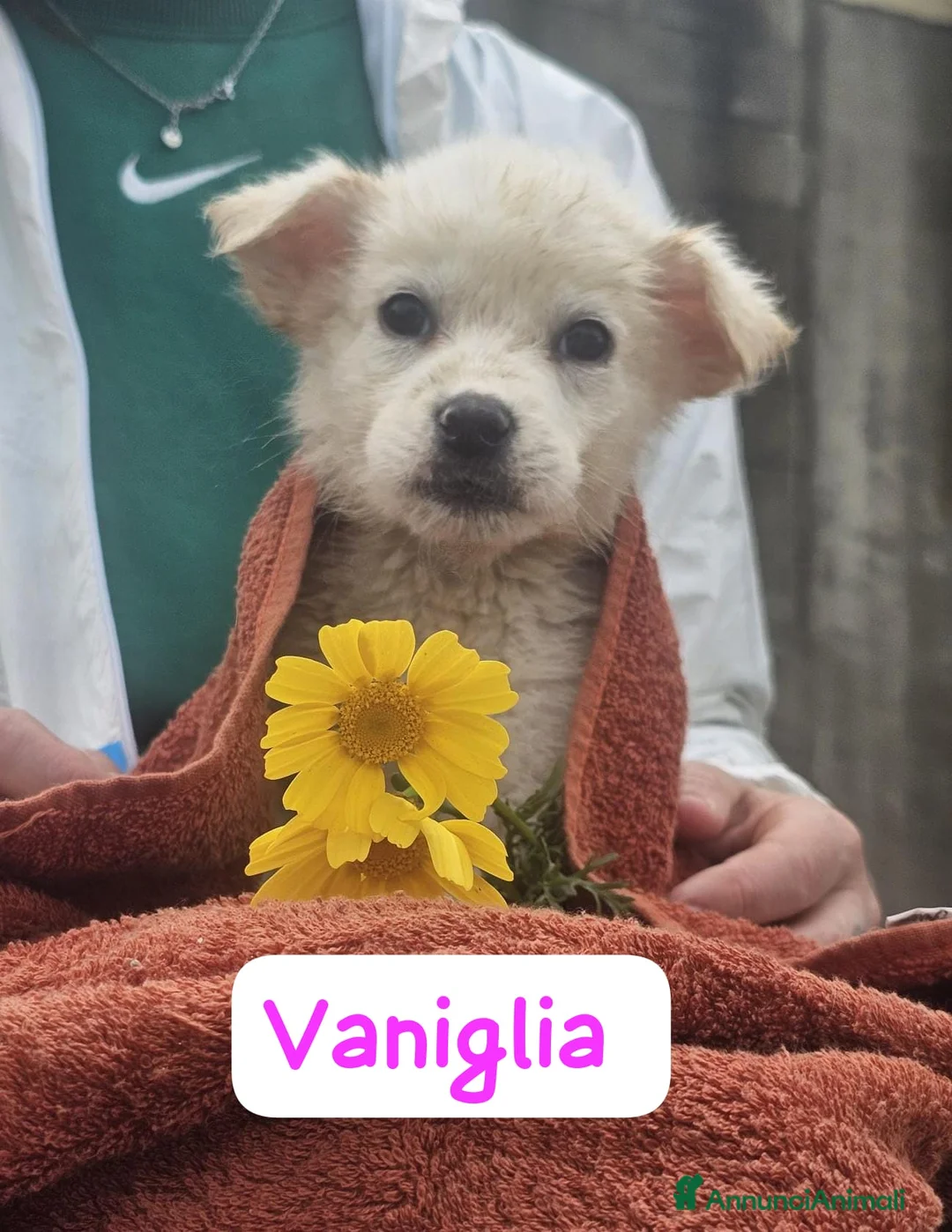 Meticcio cani in regalo: Vaniglia  a Provincia di Crotone - Annuncio 3