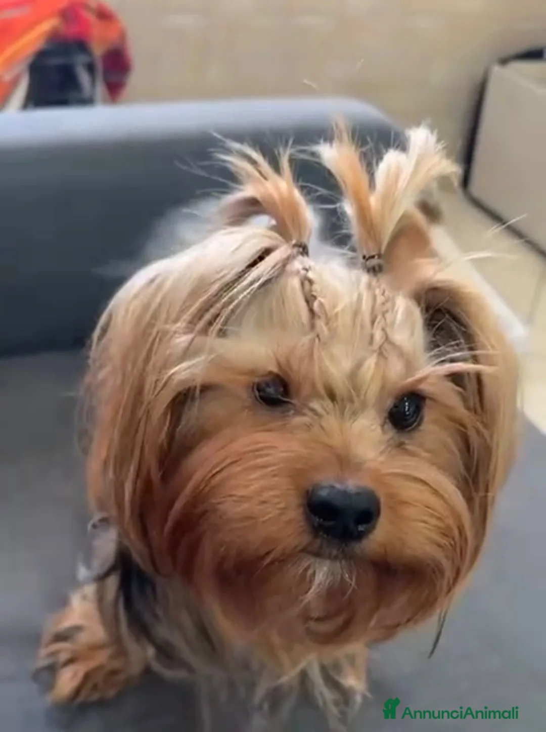 Altre razze gatti in vendita: YORKSHIRE a Città Metropolitana di Napoli - Annuncio 4