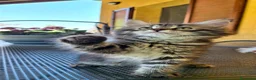 Siberiano gatti in vendita: Liam e Kiam cercano casa 🏡  a Città metropolitana di Milano - Annuncio 5