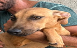 Altre razze cani in regalo: alexa e theo  - Immagine 2