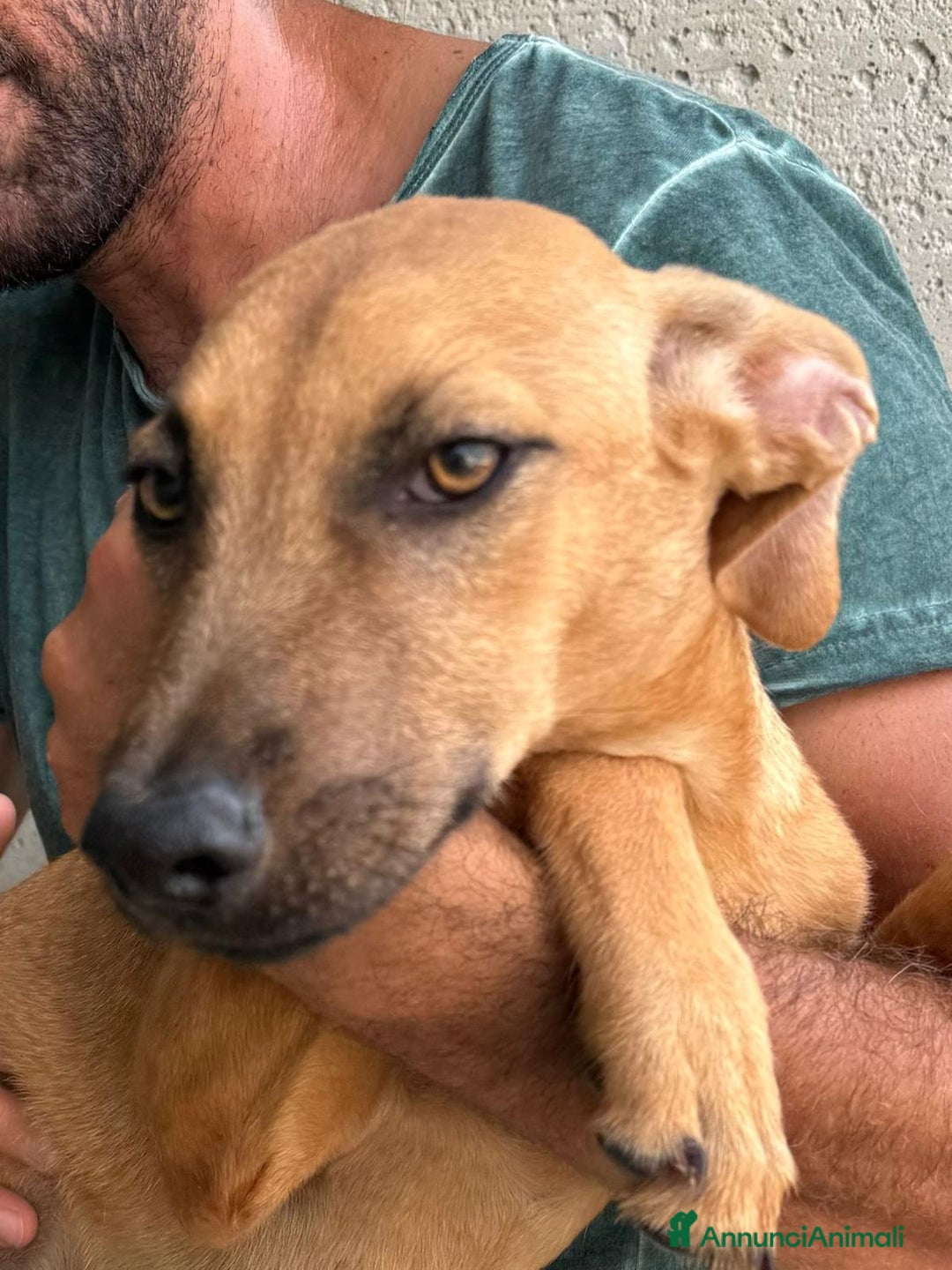 Altre razze cani in regalo: alexa e theo  - Immagine 2