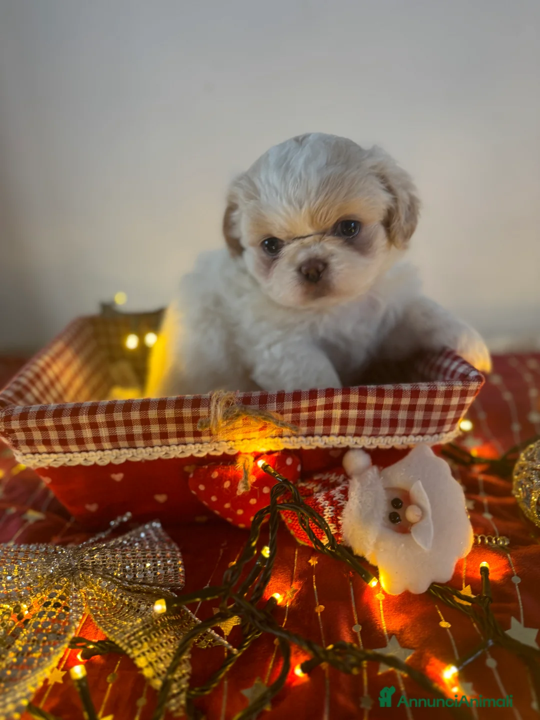 Pechinese cani in vendita: Cuccioli pechinese - Annuncio 4