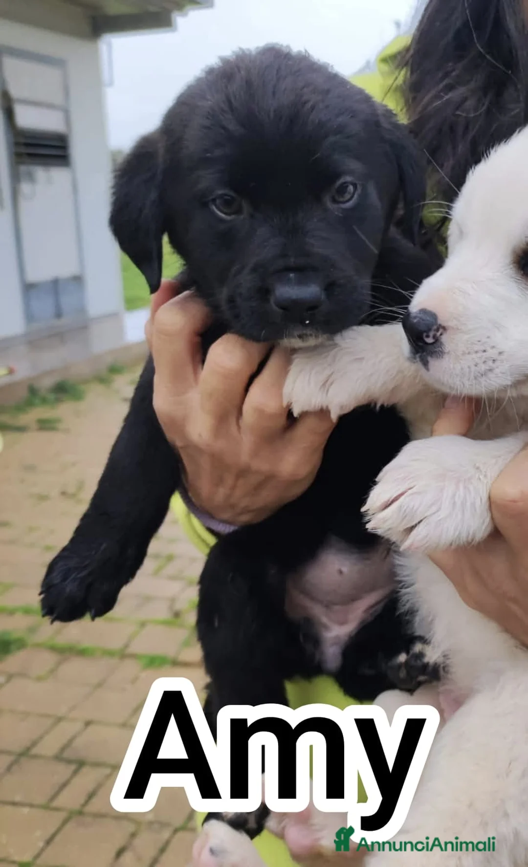 Meticcio cani in regalo: Quattro polpettine cercano casa - Annuncio 5