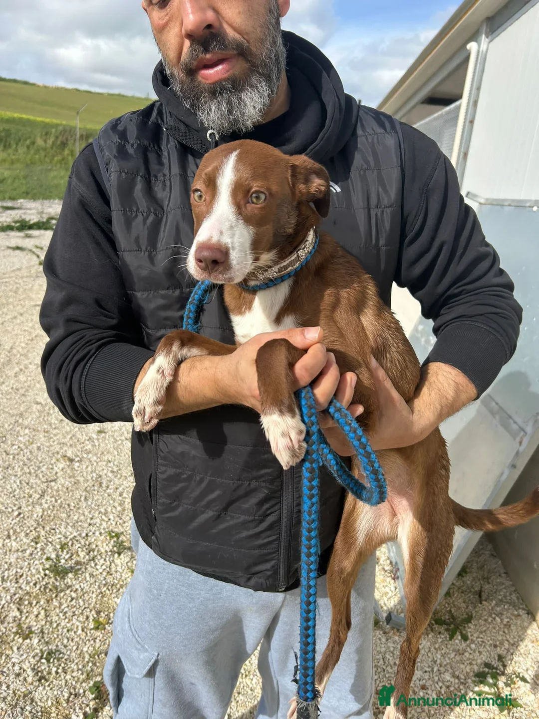 Altre razze cani in regalo: marra  - Annuncio 3